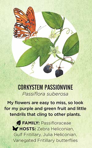 Field Guide to Wild Plants corkystem passionvine watercolor listing