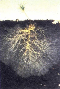 mycorrhizal fungi photo