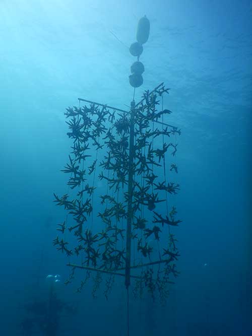 PVC tree used to grow 100 corals for restoration at the UM underwater nursery near Key Biscayne, Florida