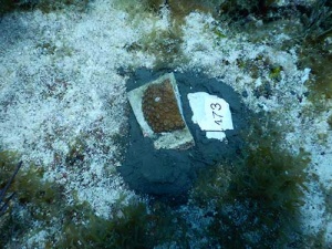 Coral fragment planted using cement at a University of Miami underwater nursery