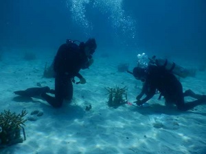 University of Miami divers measuring corals grown at a UM underwater nursery