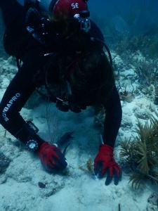 University of Miami diver planting a staghorn coral using nails and plastic cable ties