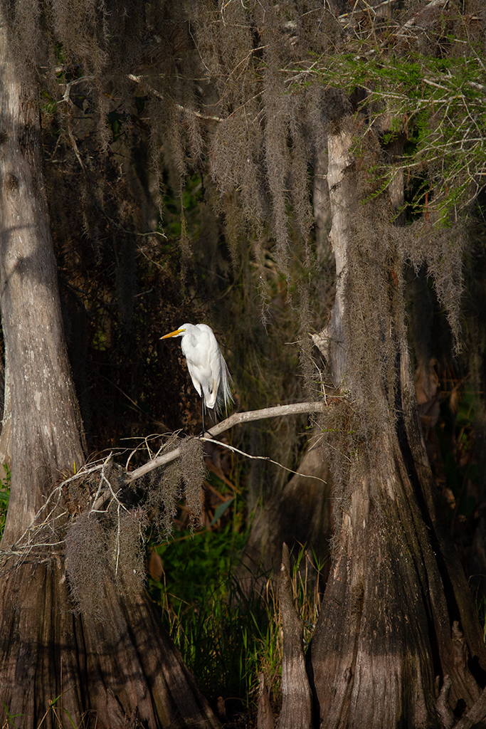 Photo Contest | Coral Gables Garden Club