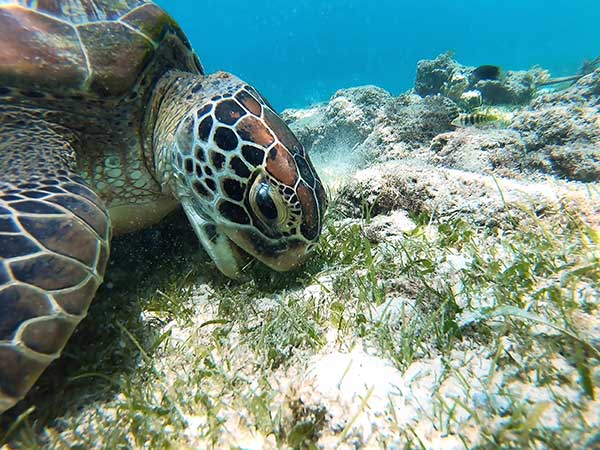 Keeping our Beautiful Bay Beautiful - Turtle