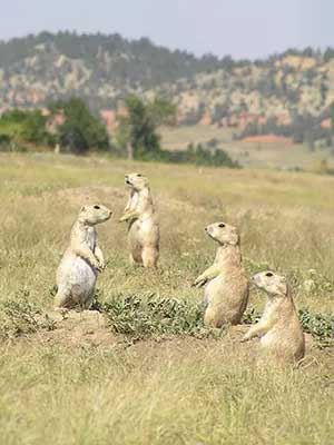 Prairie Dogs in Wyoming