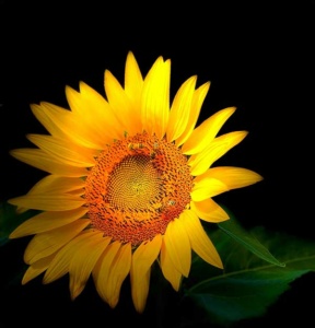 Sunflower in Portrait by Rose Romboski