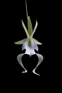 Ghost Orchid by Carlos V. Causo