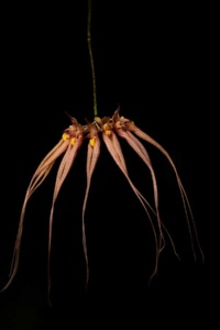 Bulbophyllum by Carlos V. Causo