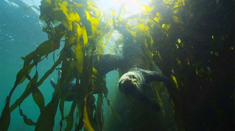 California kelp forest with otter