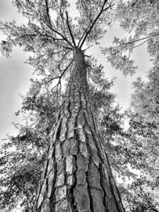 Loblolly Pine by Rose Romboski