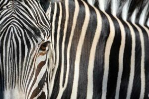 Stripes by Ron Magill