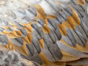 Patterns of Sandhill Crane Feathers by Lynn O'Shaughnessy