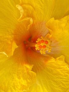 Yellow Hibiscus by Jonathan Brooks