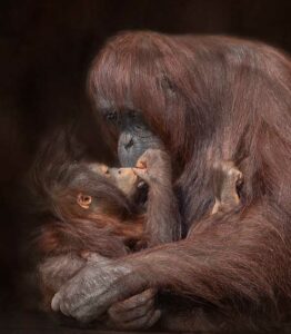 Mother's Love by Susan Beausang