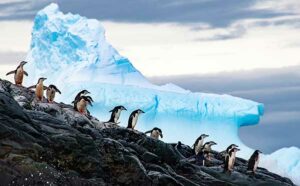 March of the Penguins by Ron Magill