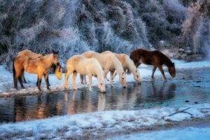 Horses in Winter by Nancy Ney