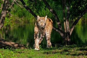 Spotted by the Lynx by Susan Poirier